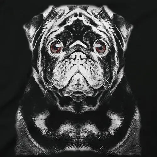 Carlino negro